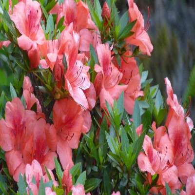 International Flower Festival Travel Plan